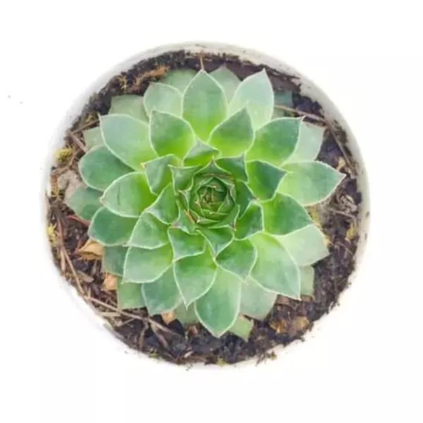 Lakshmi_Kamol_Indoor_Plant