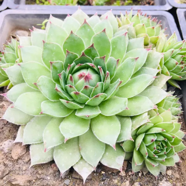 Lakshmi_Kamol_Indoor_Plant