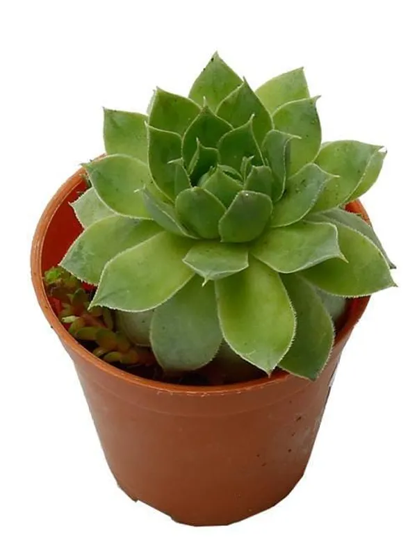 Lakshmi_Kamol_Indoor_Plant