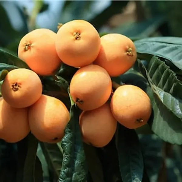 Yellow_Loquat_Fruit_Plant