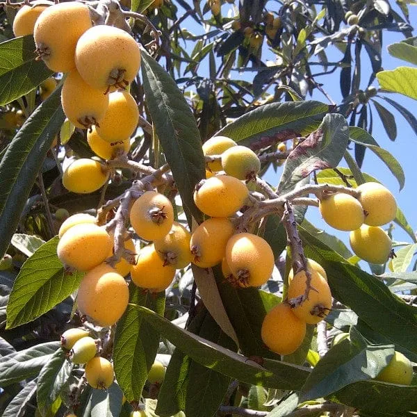 Yellow_Loquat_Fruit_Plant