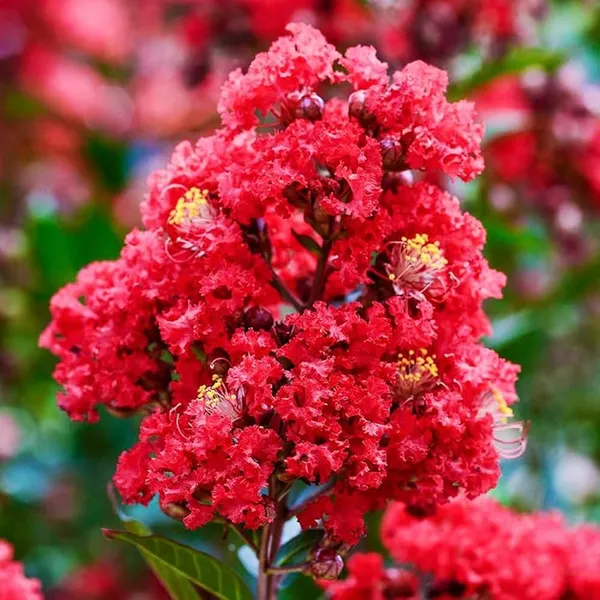 Red_Lagerstroemia_Furush__Flower_Plant