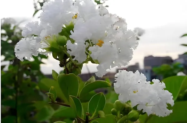 White_Lagerstroemia_Furush__Flower_Plant