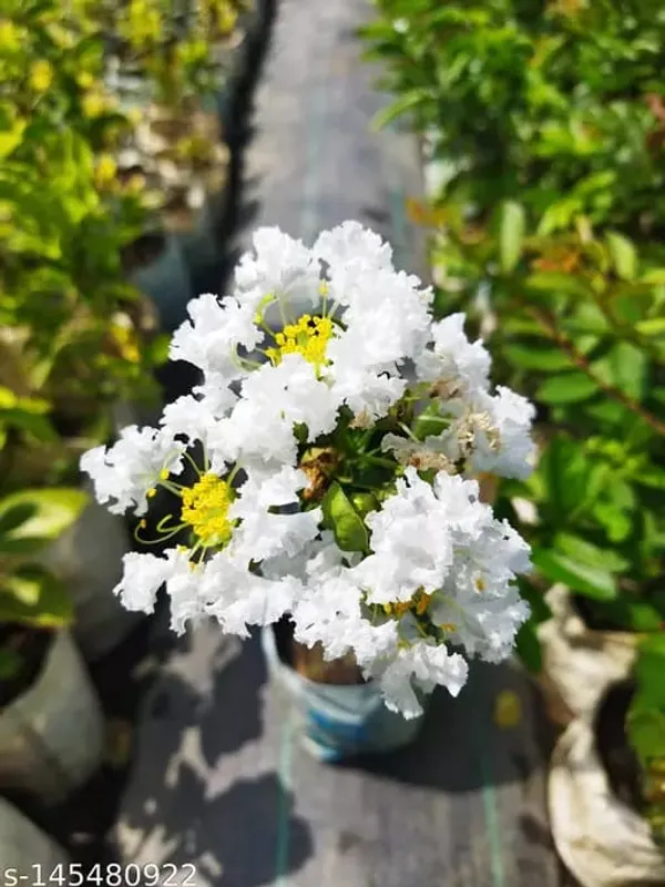 White_Lagerstroemia_Furush__Flower_Plant