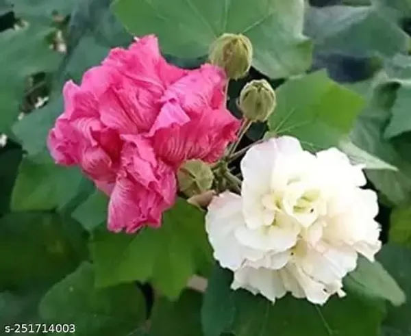 Multicolour_Land_Lotus_Changing_Flower_Plant