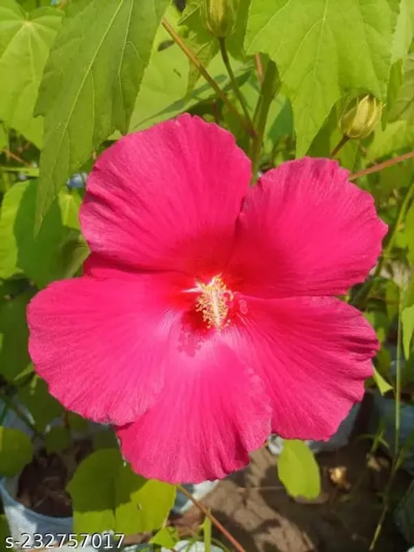 Pink_Land_Lotus__Flower_Plant