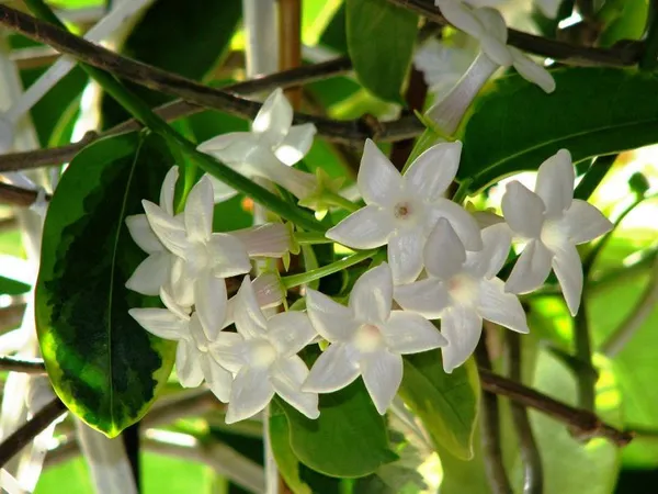 MADAGASCAR_JASMINE_FLOWER_PLANT
