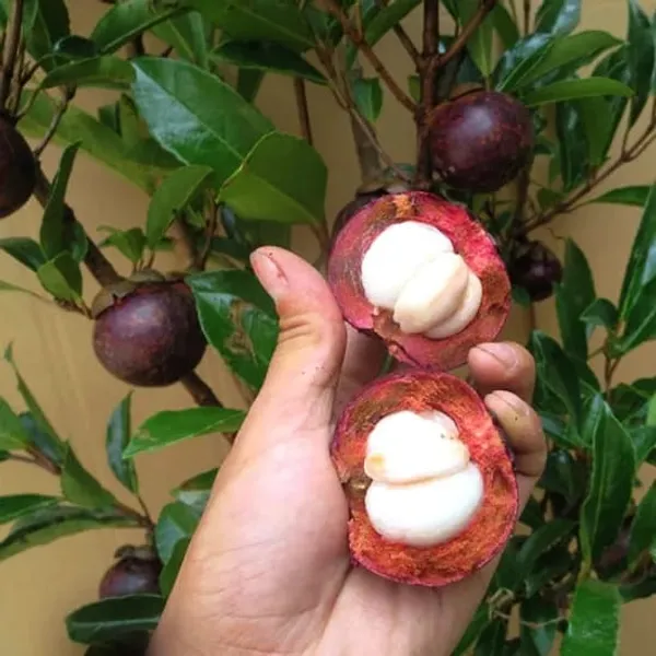 Green_Mangosteen_Fruit_Plant