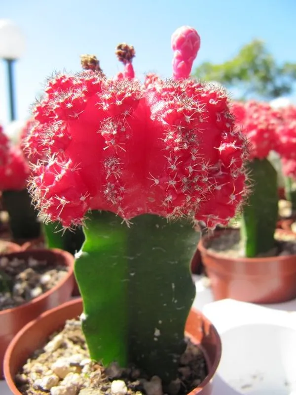 Red_Moon_Cactus_(Grafted_)Cactus_Plant