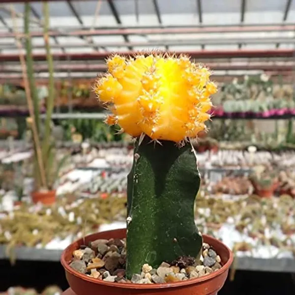Yellow_Moon_Cactus_(Grafted_)-Cactus_Plant
