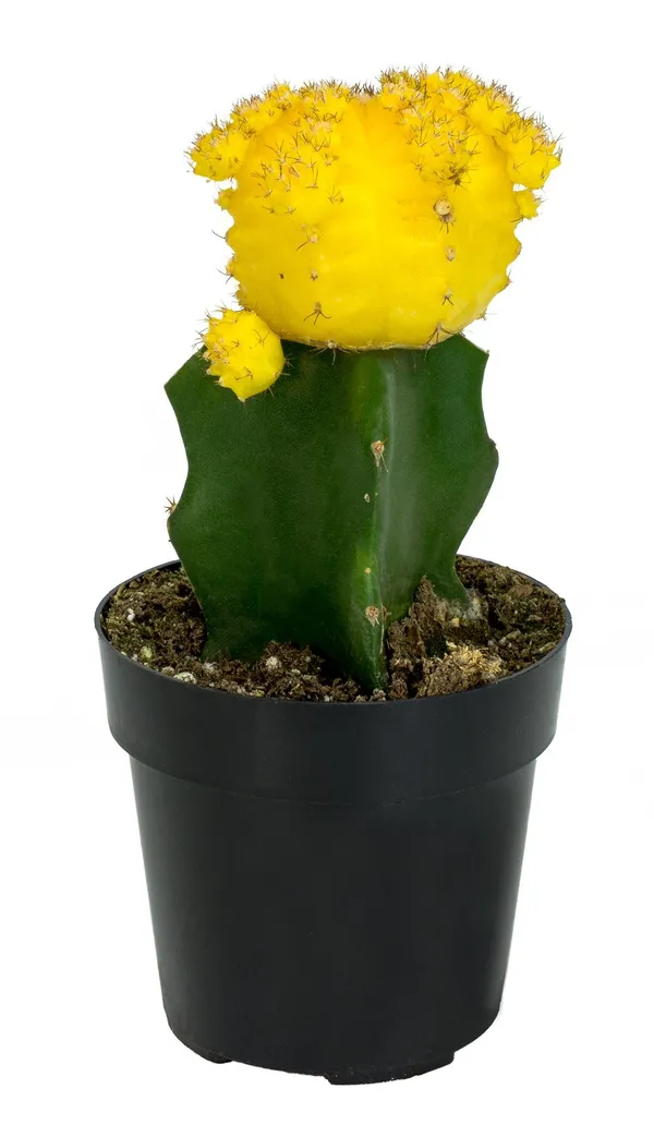 Yellow_Moon_Cactus_(Grafted_)-Cactus_Plant