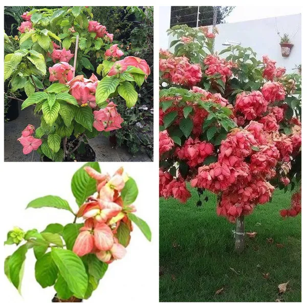 Pink_Mussaenda_-Flowering_Plant