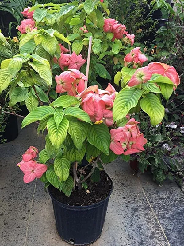 Pink_Mussaenda_-Flowering_Plant