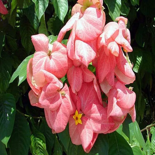 Pink_Mussaenda_-Flowering_Plant