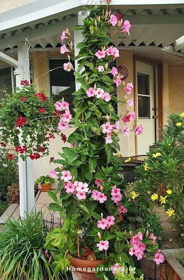 Pink_Mandevilla__Single_Flower_Plant