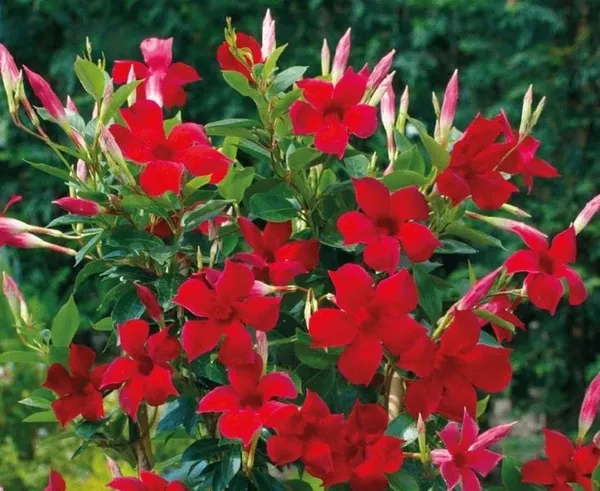 Red_Mandevilla__Single_Flower_Plant_(1.5-3_Feet_Height_Pack_Of_1)