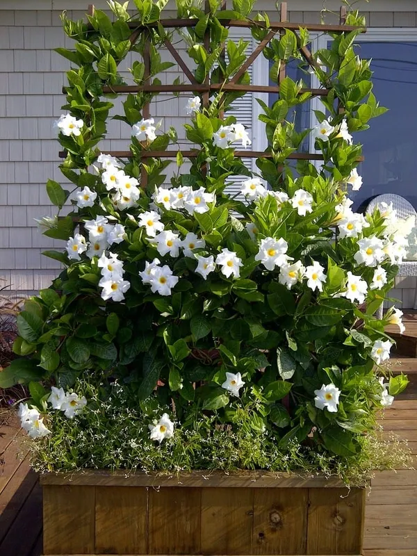 White_Mandevilla__Single_Flower_Plant