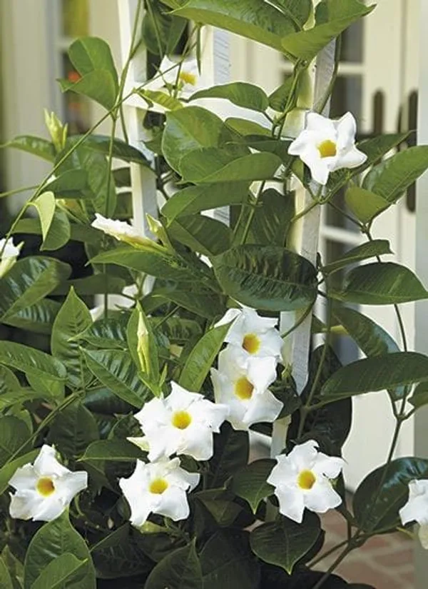 White_Mandevilla__Single_Flower_Plant