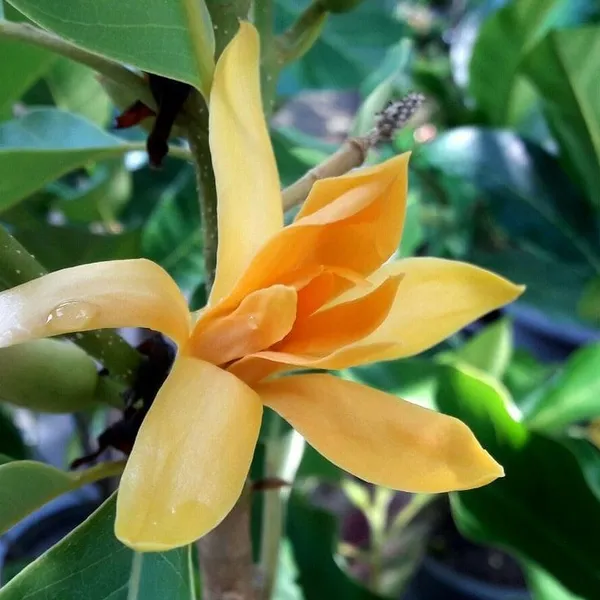 Golden_Michelia_Champaca_Simhachalm__Champa_Grafting_Flower_Plant
