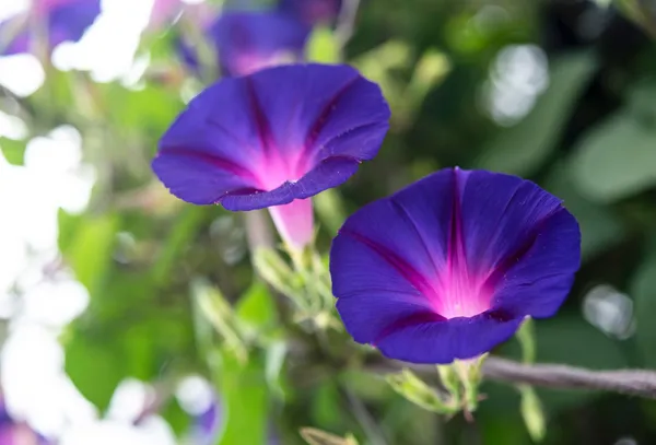 Blue_Morning_Glory_Flower_Plant
