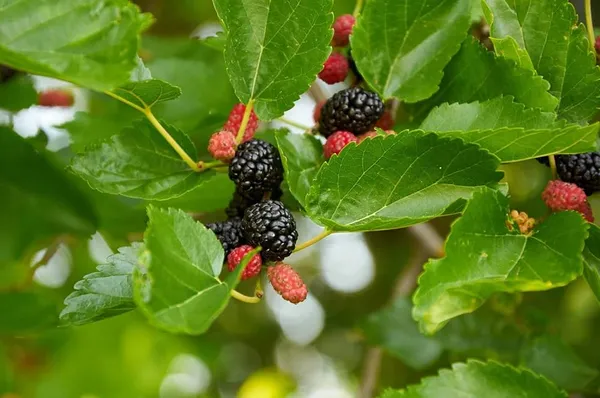 Black_Mulberry_Fruit_Plant