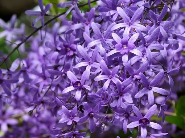Purple_Neel_Moni_Lota_Flower_Plant_(Petrea_Volubilis_Volubilis)