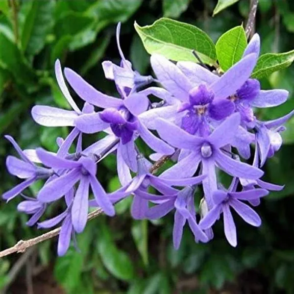 Purple_Neel_Moni_Lota_Flower_Plant_(Petrea_Volubilis_Volubilis)