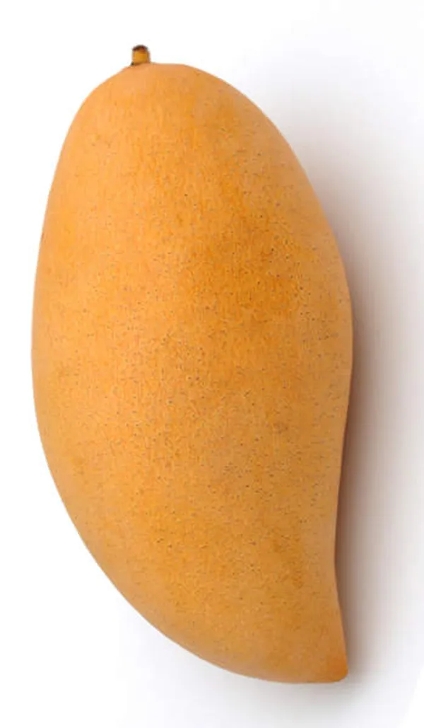 Green_Nam_Doc_Mai__Mango_Grafting_Plant