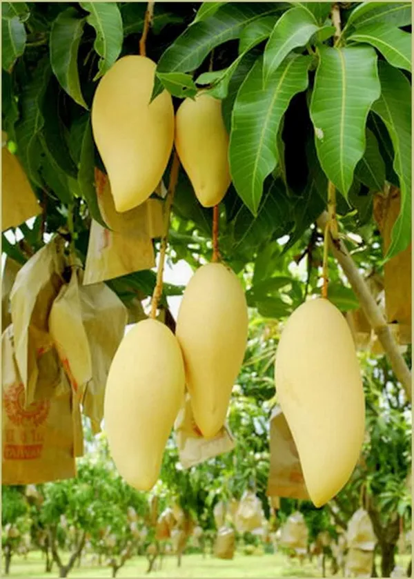 Green_Nam_Doc_Mai__Mango_Grafting_Plant