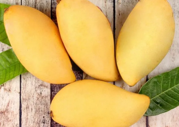 Green_Nam_Doc_Mai__Mango_Grafting_Plant
