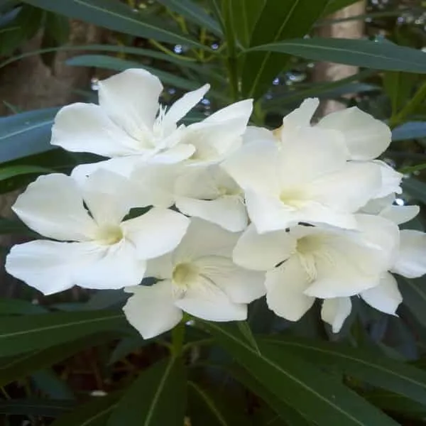 White_Nerium_Mini__Single(_Kanchan_)Flower_Plant