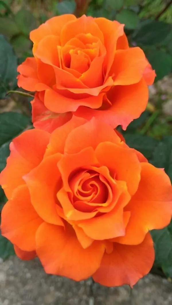 Orange__Rose_Plant