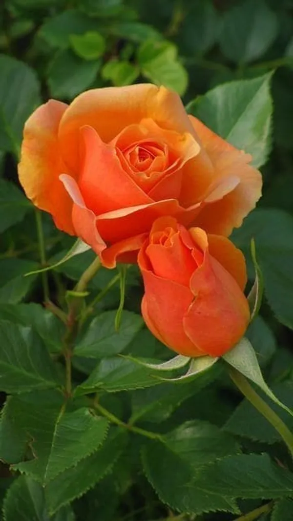 Orange__Rose_Plant