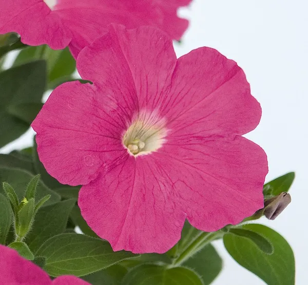 Pink__Petunia_Flower