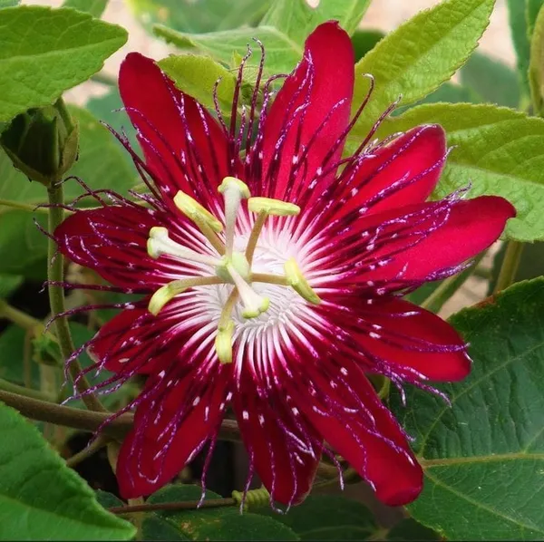 Pink_Passion_Flower__Creepers