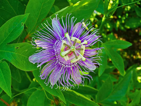 Purple_Passion__Flower_Plant