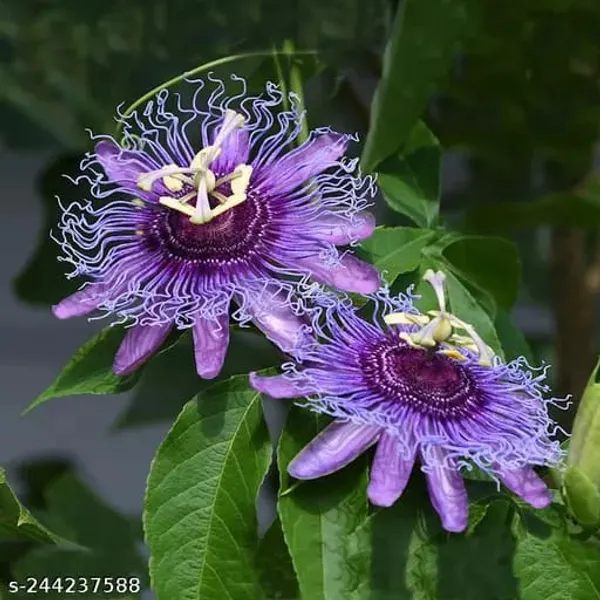 Purple_Passion__Flower_Plant