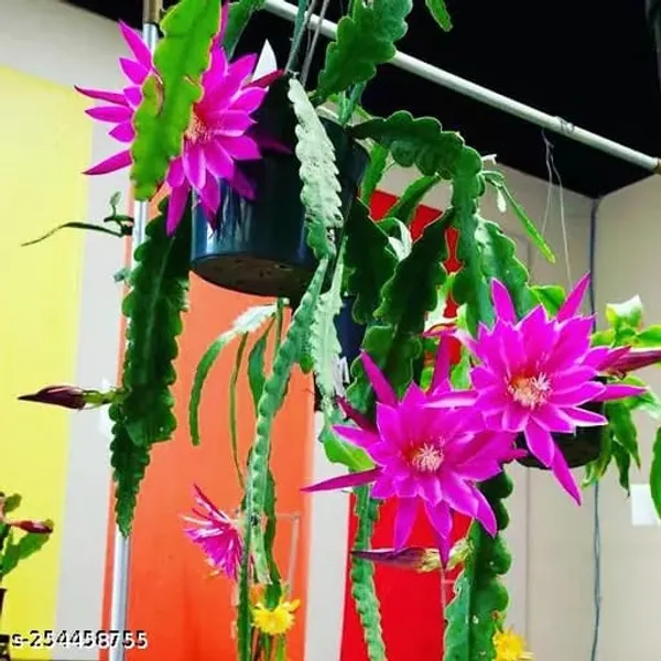 Pink__Brahma_Kamol_|_Queen_Of_The_Night_|_Flowering_Plant