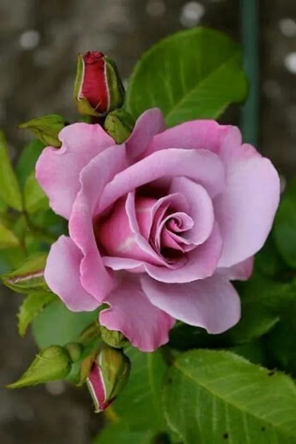 Pink_Rose_5