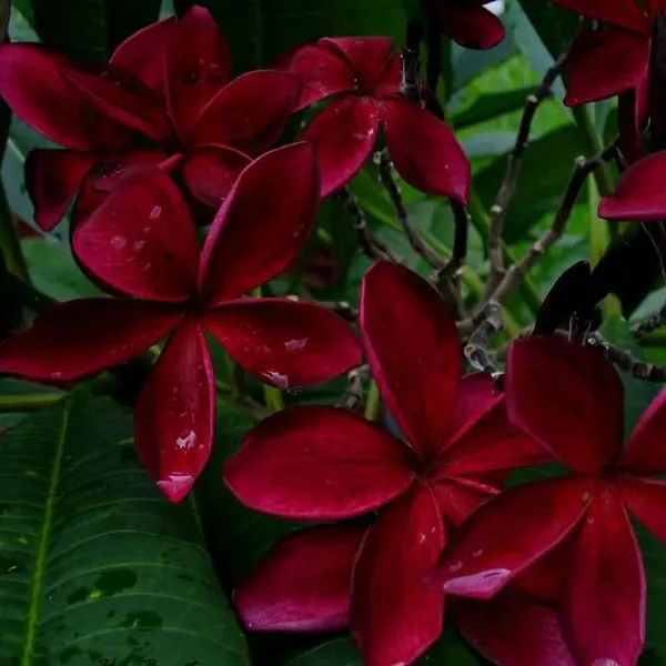 Plumeria_Dark_Red_Flower_Plant