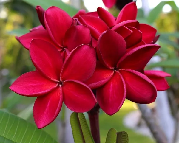 Plumeria_Red_Flower_Plant