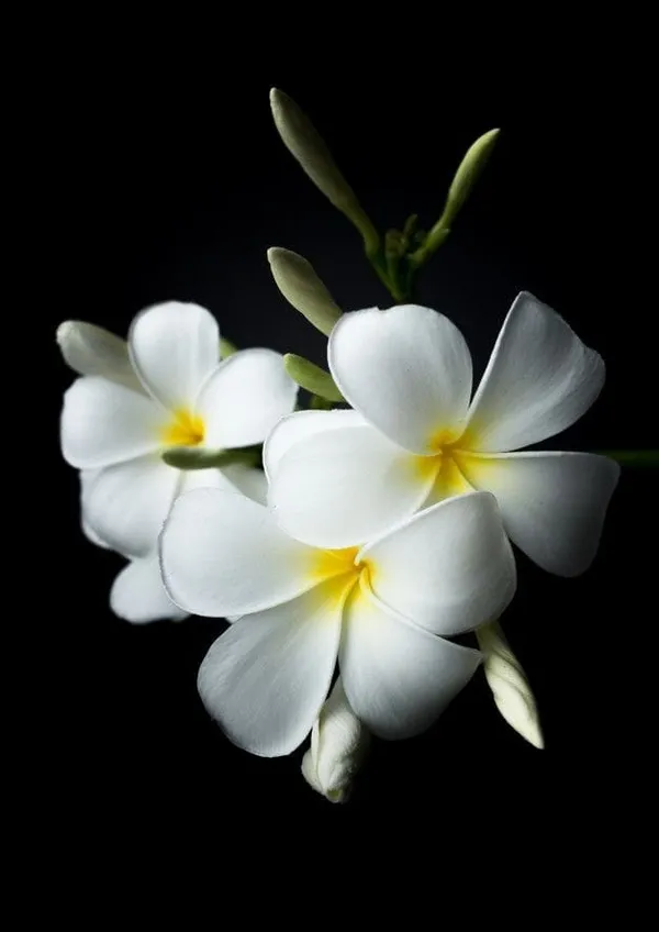 White_Plumeria__Flower_Plant