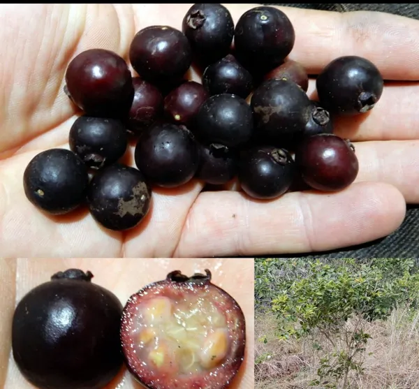 Purple__Forest_Guava_Plant