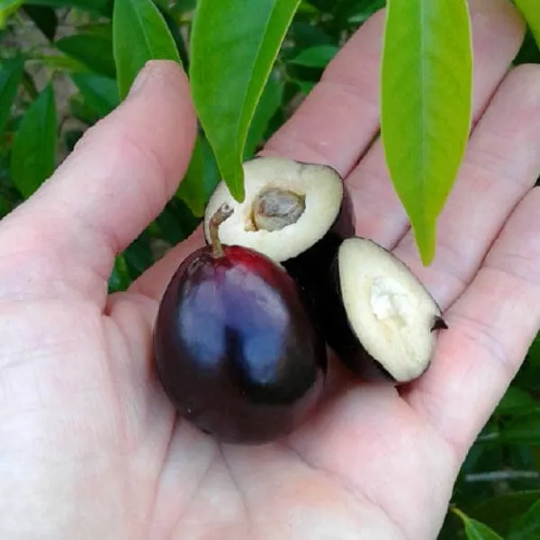 Purple__Forest_Guava_Plant