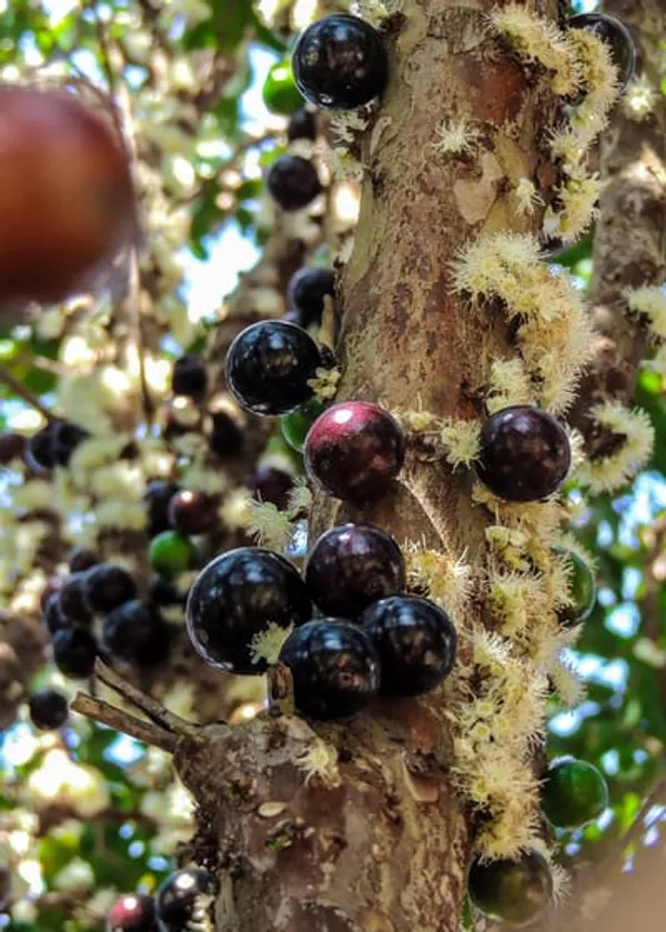 Purple__Forest_Guava_Plant
