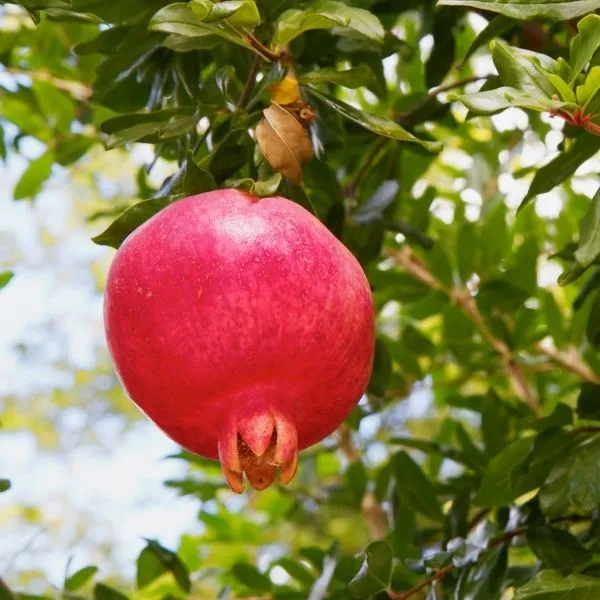 Purple__Heart_Pomegranate_Plant