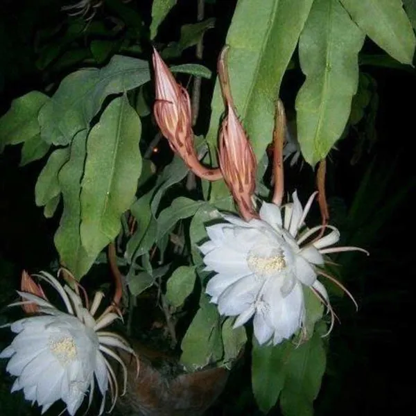 White_Queen_Of_The_Night