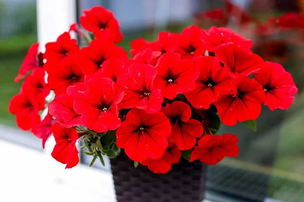 Red__Petania_Flower