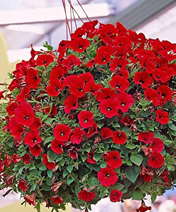 Red__Petania_Flower