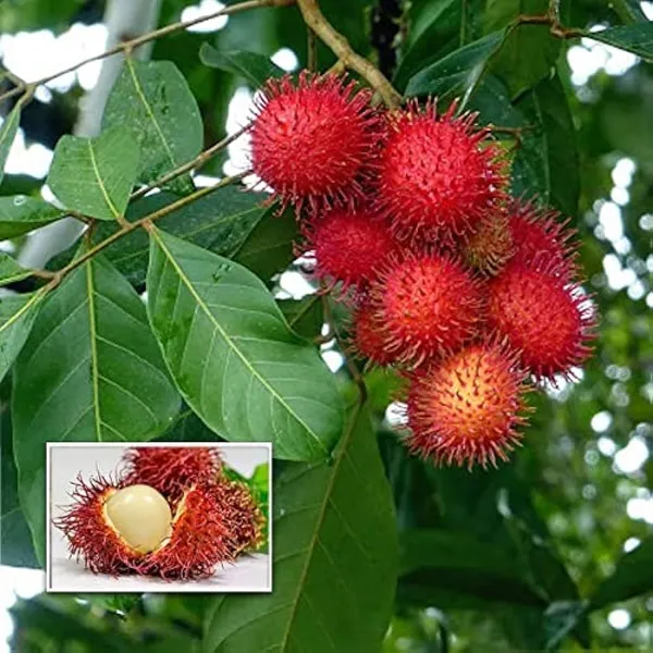 Red_Rambutan_Fruit_Plant_(Pack_Of_1)